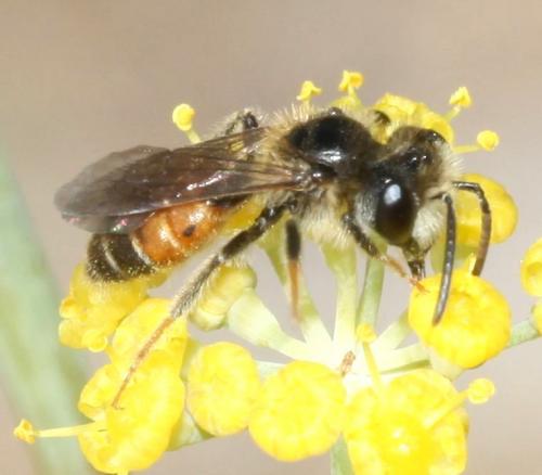 Andrena sp.